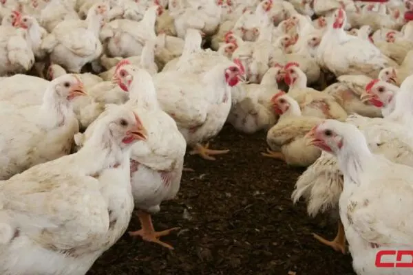 Crisis avícola: productores pierden RD$11 por libra y consumidores pagan más