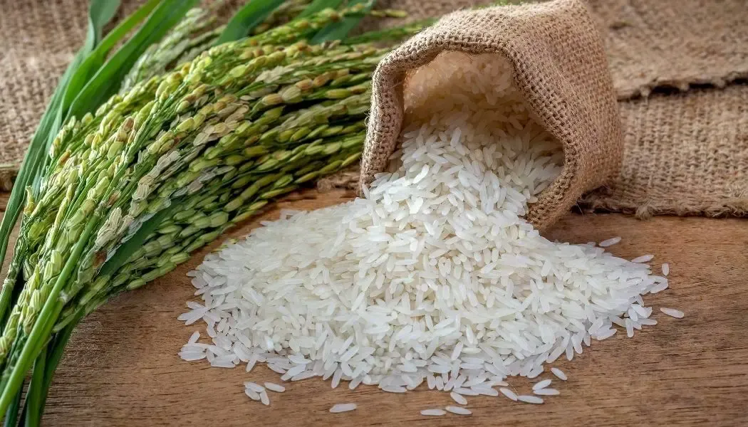 El contrabando de arroz afecta el abastecimiento en República Dominicana