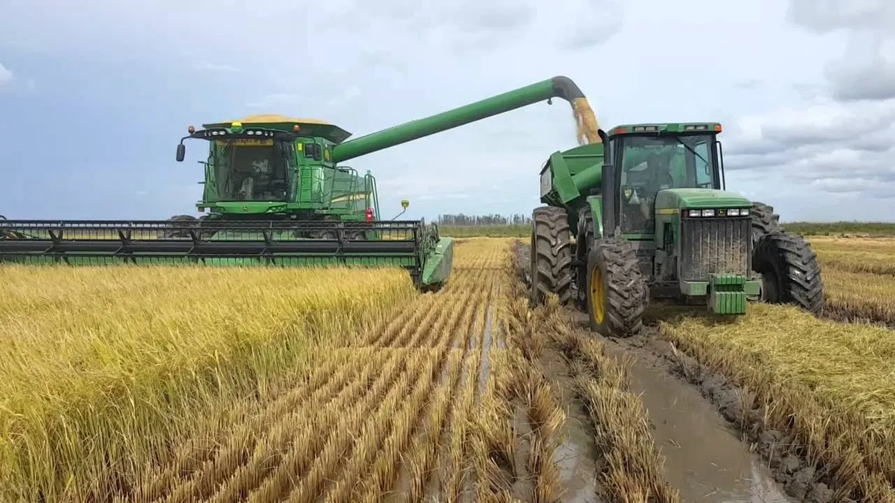Producir arroz en EE.UU. cuesta menos que en República Dominicana