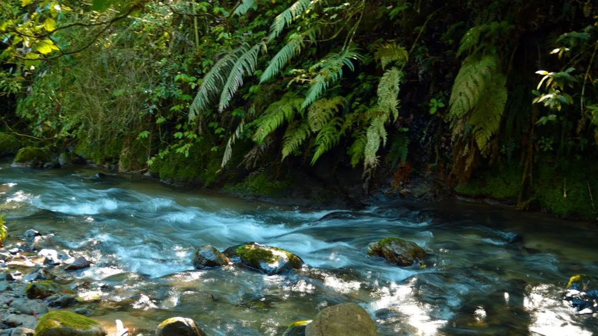 PNUD financiará proyectos para que comunidades cuiden el bosque