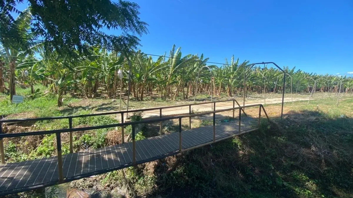 DGM arresta a 700 haitianos en plantaciones agrícolas de seis provincias