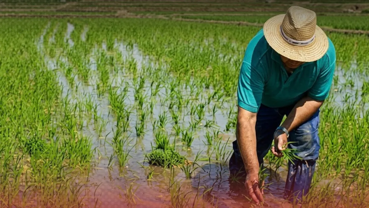 El arroz siembra menos en el primer semestre de 2026