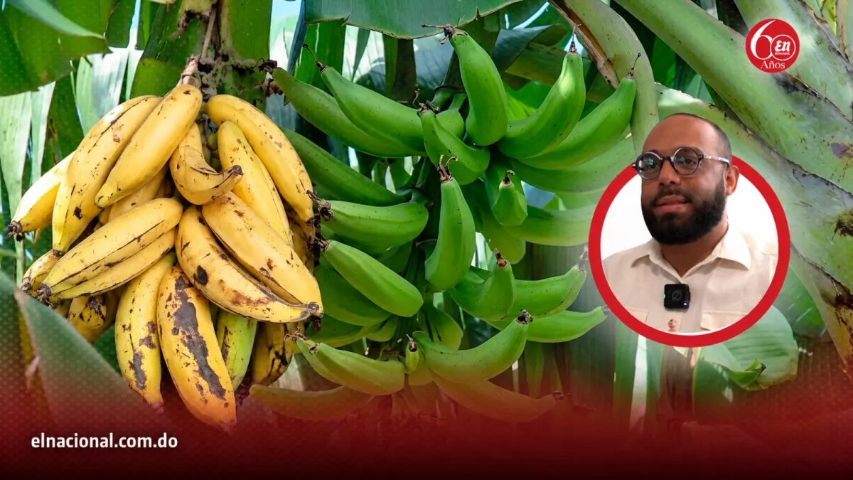 El plátano, ¿fruta o vívere? La discusión en el país