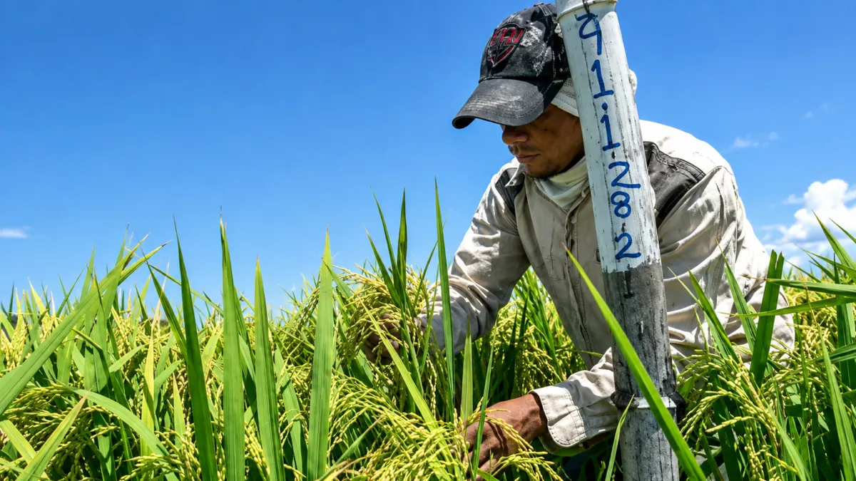 Productores de arroz marchan en Nagua para exigir protección del Gobierno