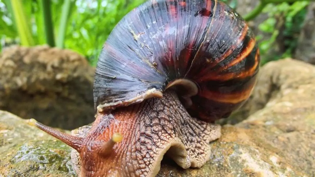 Caracol gigante se expande en provincias agrícolas