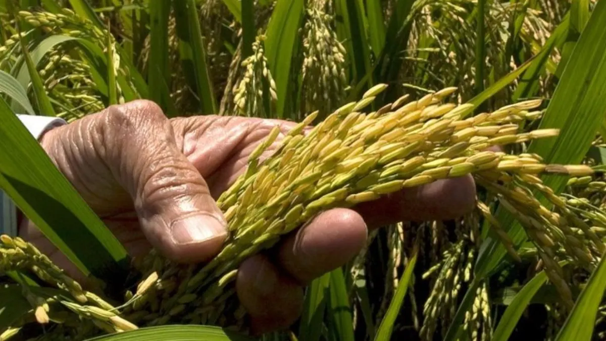 Gobierno promete renegociar DR-CAFTA para ayudar a arroceros