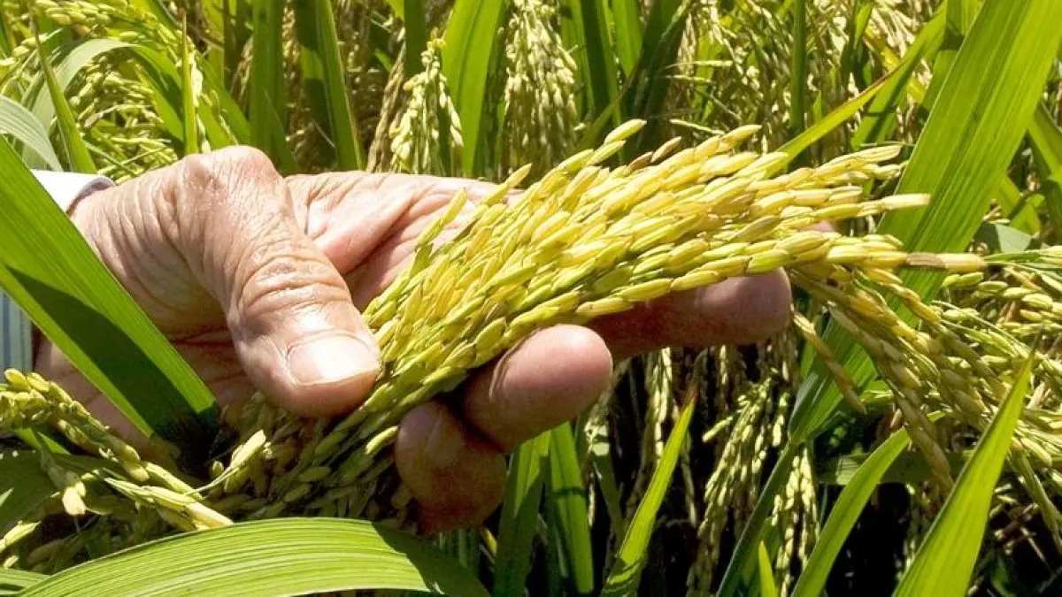 RD apoya producción de arroz con cautela