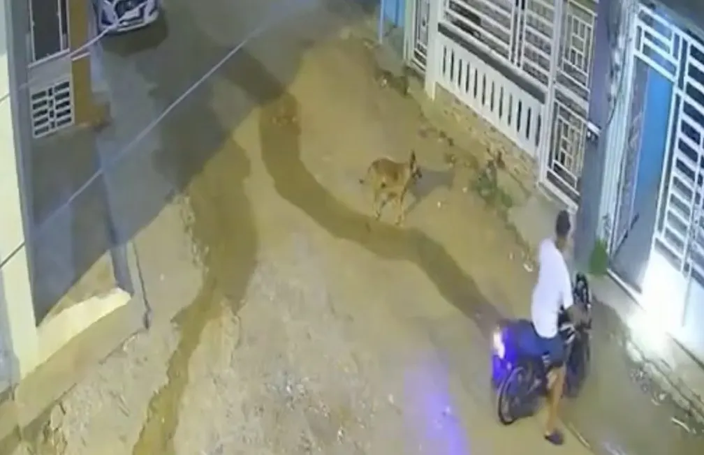 Perro se lleva comida de un hombre en un descuido