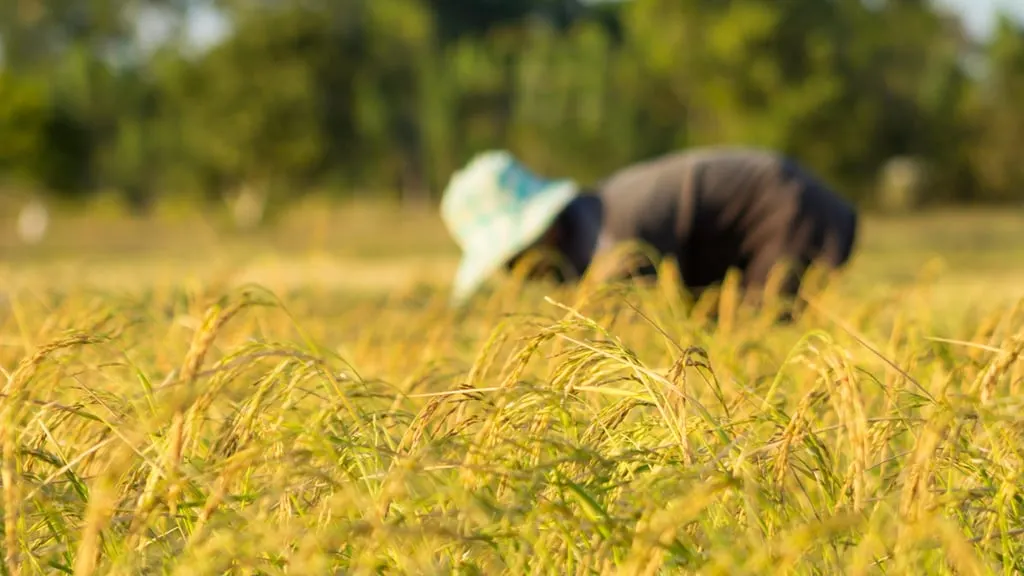 Derogan arancel al arroz importado de EE.UU. para proteger a productores locales