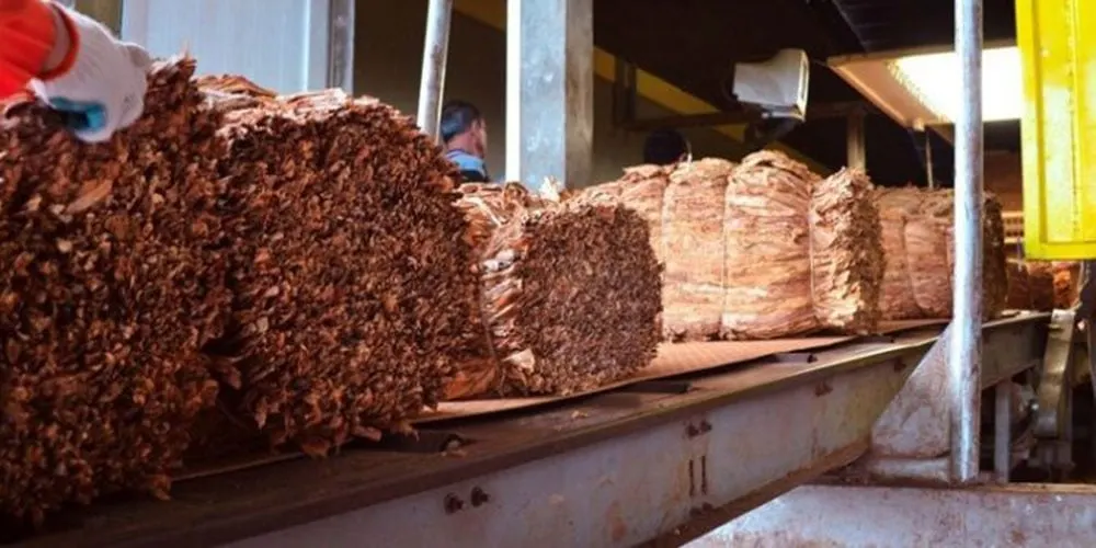 INTABACO inicia zafra de tabaco 2026-2027