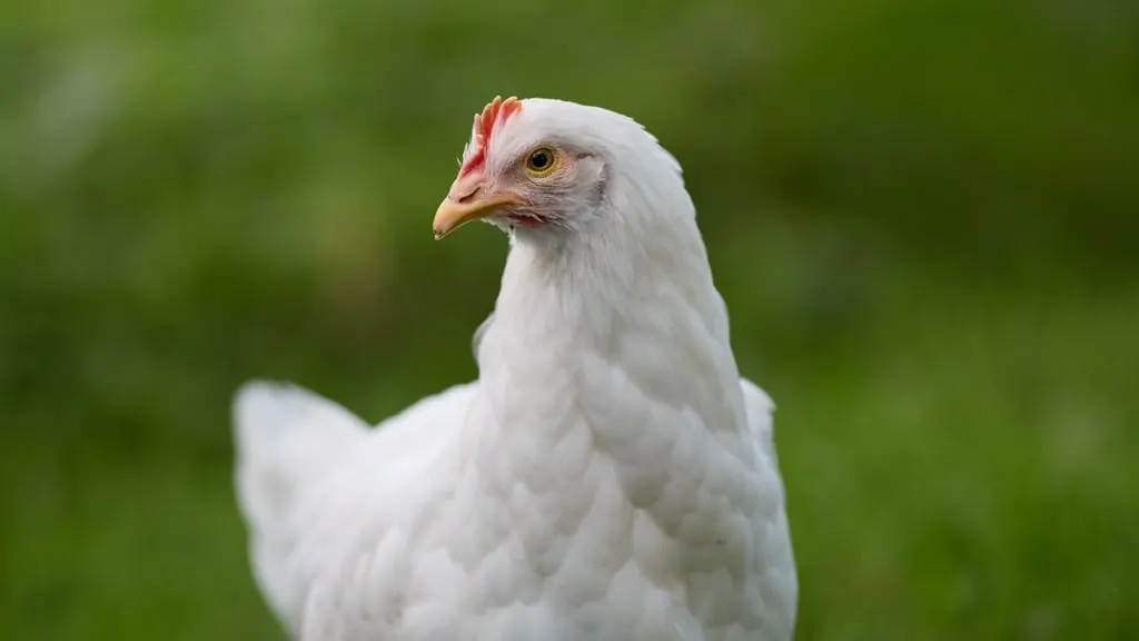 PLD propone suspender importación de pollo para proteger producción local