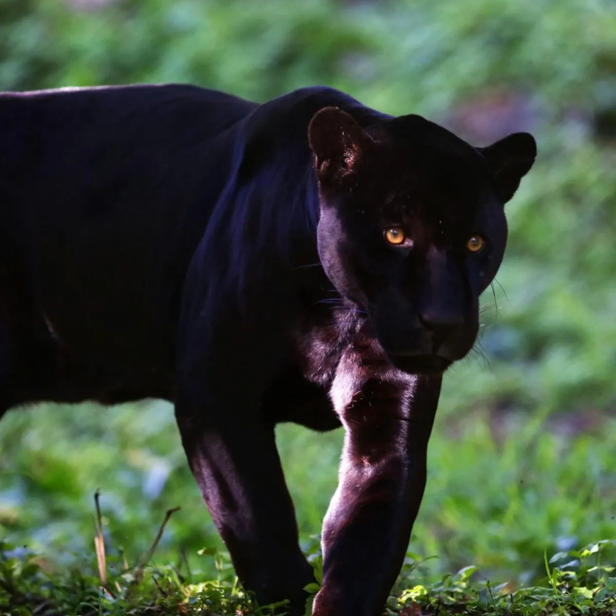 Cuidadora de zoológico en Países Bajos muere tras ataque de pantera