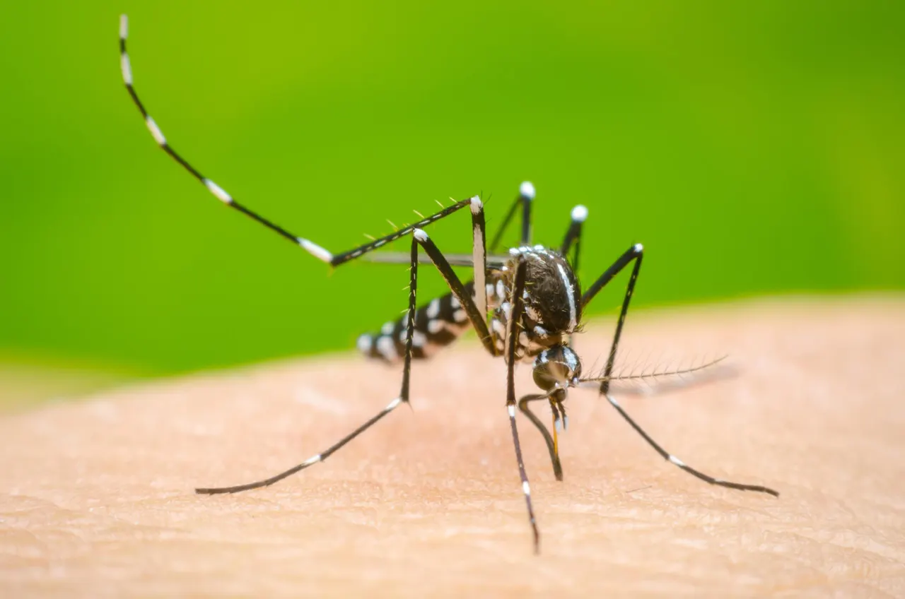 Salud Pública refuerza operativos contra el dengue
