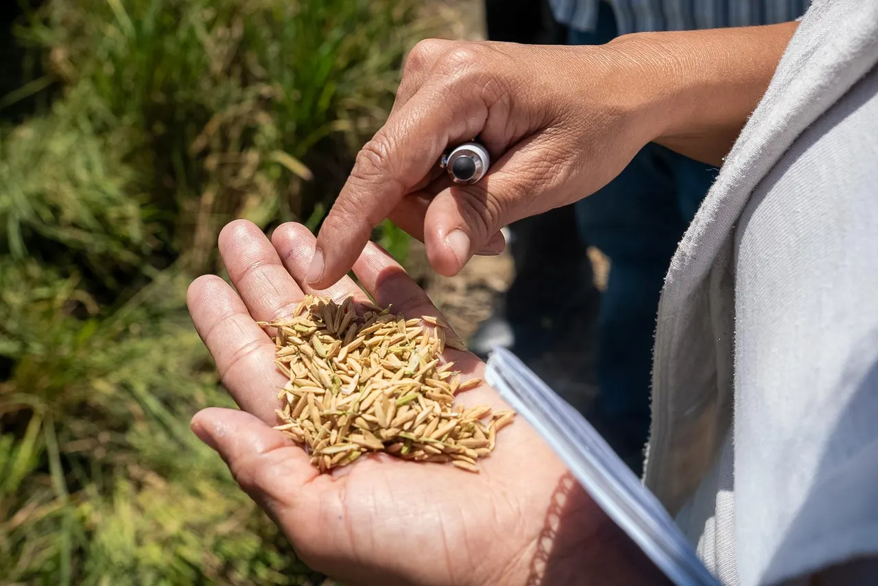El 30% de la cosecha de arroz está afectada por altas temperaturas