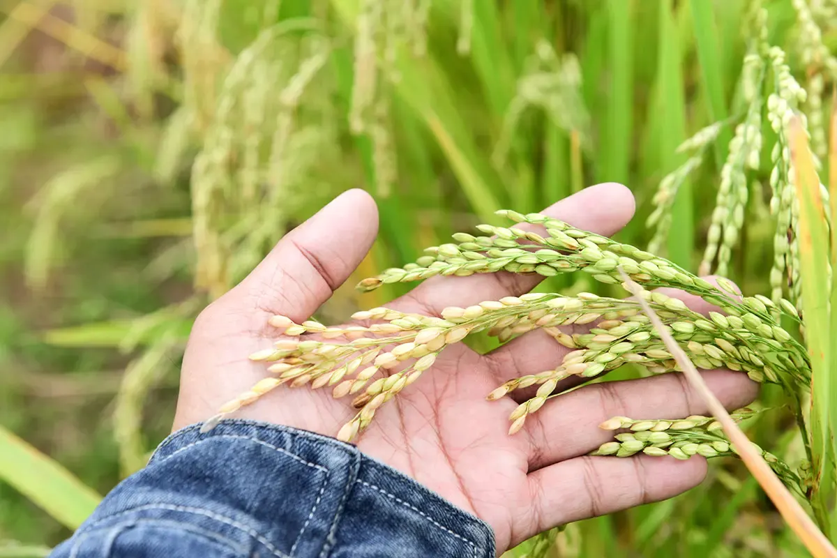 ONPECO advierte sobre riesgo de importar más arroz