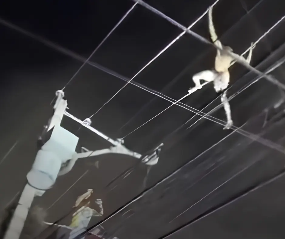 Hombre realizó acrobacias en cables eléctricos en Santiago