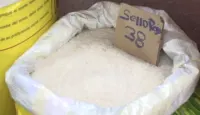 Arroz estadounidense entra sin aranceles, amenaza al dominicano