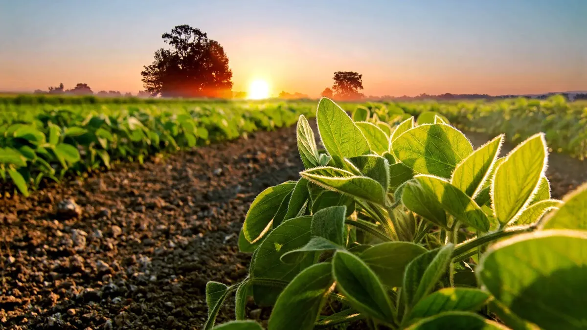 La soya sostenible se consolida en la alimentación animal en República Dominicana